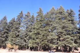 La Forêt de Cèdres d’El Hajeb